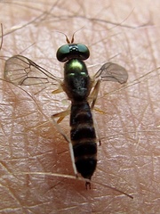 Merosargus caeruleifrons