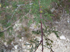 Mimosa borealis