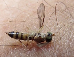 Merosargus caeruleifrons