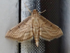 Marasmia trapezalis