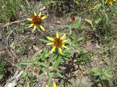 Tetragonotheca texana