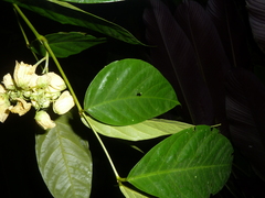 Senna caudata
