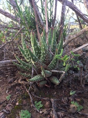 Tulista pumila