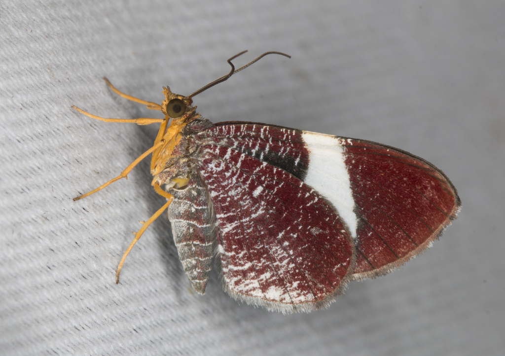 Cophocerotini