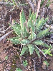 Tulista pumila