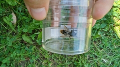 Bombus humilis