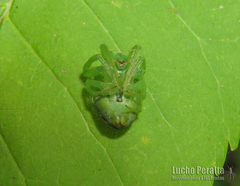 Araneus uniformis