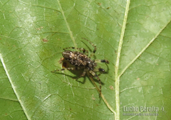 Cyclosa machadinho
