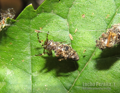 Cyclosa machadinho