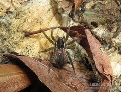 Diapontia uruguayensis