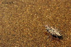 Cicindela carthagena