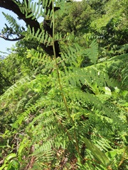 Eriophyes quadrifidus