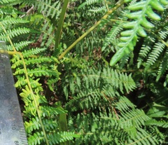 Eriophyes quadrifidus