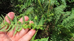 Eriophyes quadrifidus