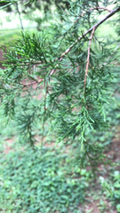 Juniperus virginiana