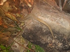 Lacerta agilis chersonensis