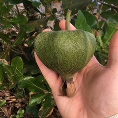 Barringtonia samoensis