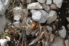 Allium marschalianum