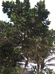 Barringtonia samoensis