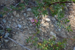 Rosa pisocarpa
