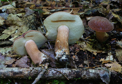 Tylopilus badiceps