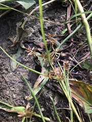 Cyperus diandrus