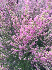 Polycodon