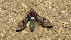 Pheia