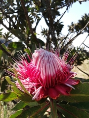 Protea rubropilosa