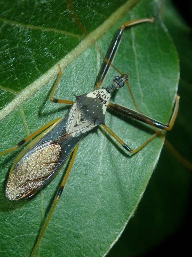Heza insignis
