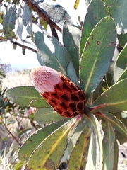 Protea rubropilosa