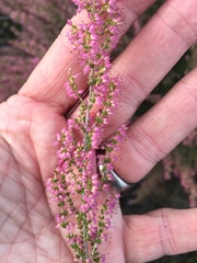 Polycodon
