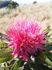 Protea rubropilosa