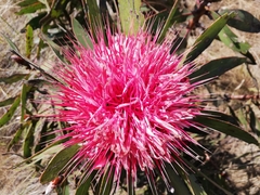 Protea rubropilosa