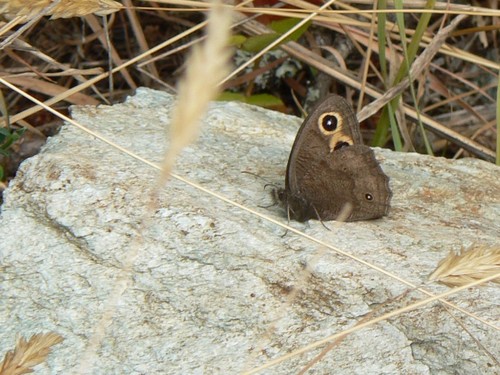 Common wood-nymph