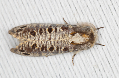 Biocellata alfarae