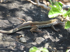 Aspidoscelis parvisocius