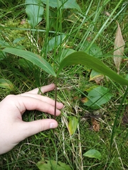 Convallaria majalis