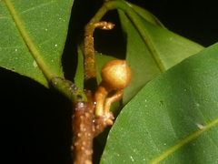 Duguetia confusa