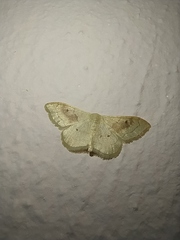 Idaea rubraria