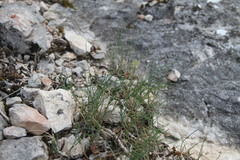 Allium marschalianum