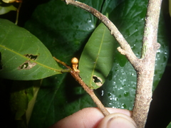 Duguetia confusa