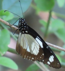 Amauris ochlea ochlea