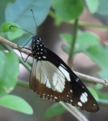 Amauris ochlea ochlea