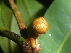 Duguetia confusa