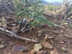 Pelargonium luteolum