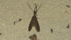 Corydalus bidenticulatus