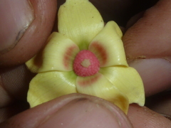 Duguetia confusa
