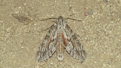 Erinnyis yucatana