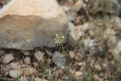 Allium marschalianum